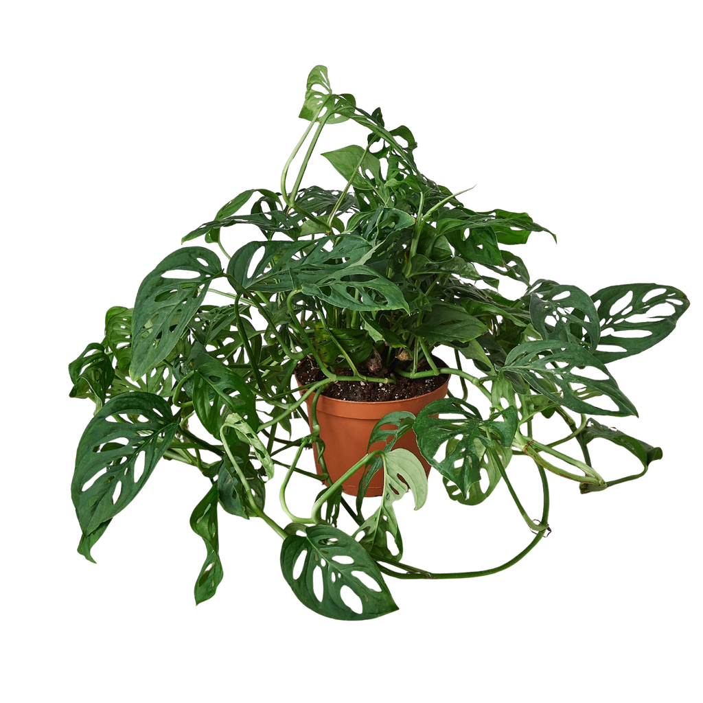 Monstera Adansonii 'Swiss Cheese'