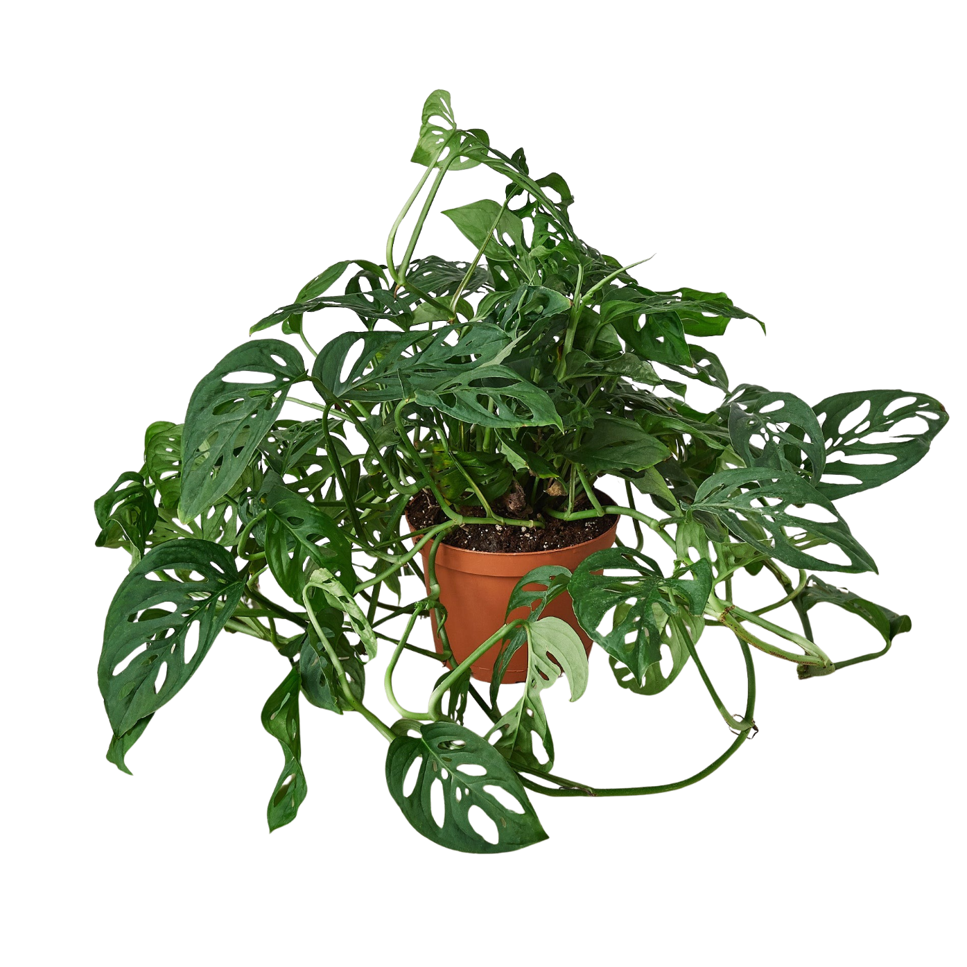 Monstera Adansonii 'Swiss Cheese'